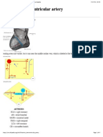 Wikipedia - Posterior Interventricular Artery (CHECKED)