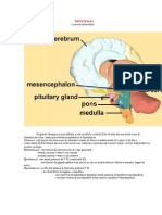 Diencefalul Creierul Intermediar