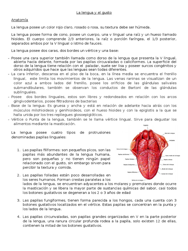Anatomía y función de la lengua humana | PDF | Lengua | Gusto
