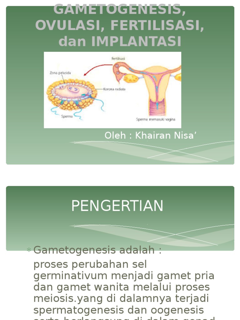 Gambar Ilustrasi Proses Gametogenesis Hilustrasi