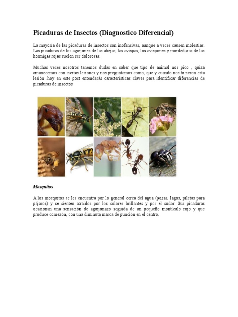 Picaduras de Insectos - Diagnostico Diferencial | PDF | Avispa | Insectos