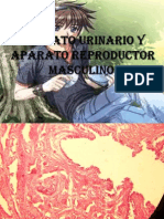 Aparato Urinario y Aparato Reproductor Masculino PDF