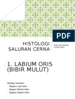 Histologi Saluran Cerna