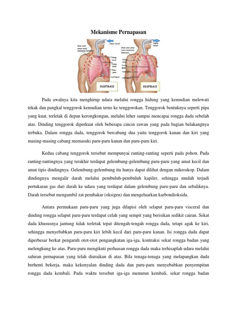Mekanisme Pernapasan Pdf