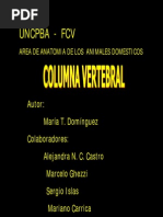 Columna Vertebral Vet