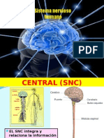 Sistema Nervioso Humana