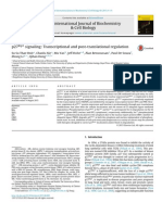 p27Kip1 Signaling- Transcriptional and Post-translational Regulation