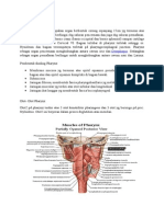 Anatomi Pharynx
