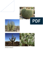 Plant of Desert