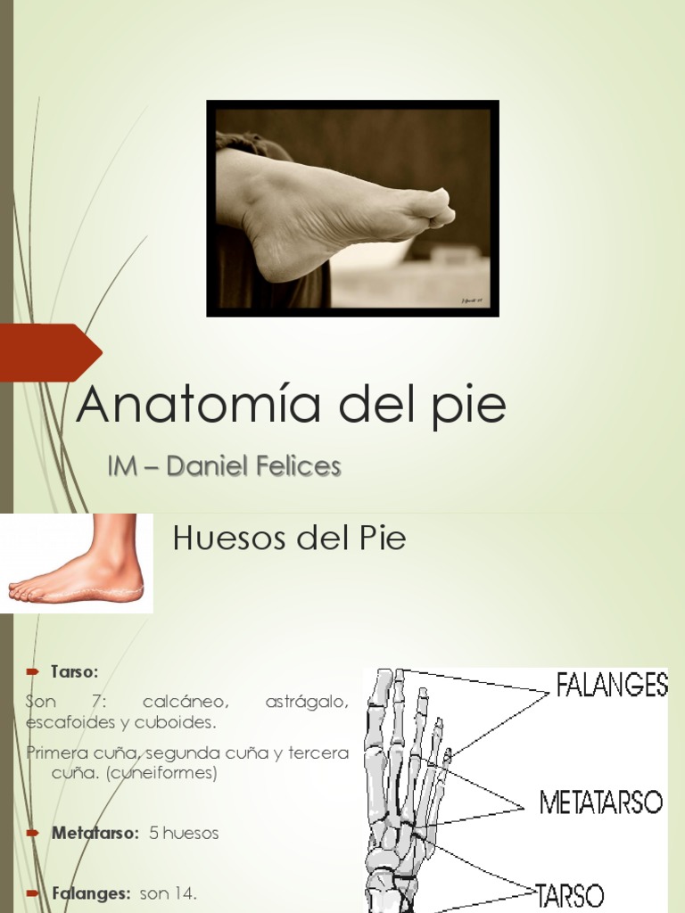 Anatomia Del Pie Dedo del pie Pie Prueba gratuita de 30 días Scribd