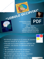 LOBULO OCCIPITAL