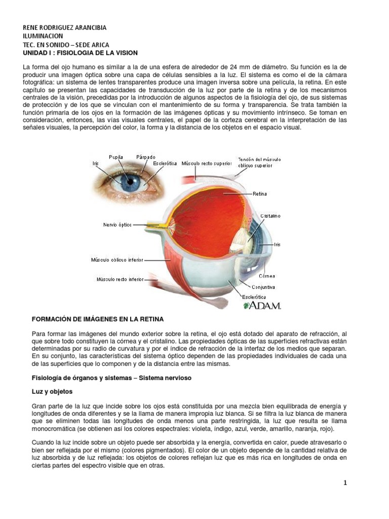 Fisiologia De La Vision Pdf Pdf Ojo Humano Percepción Visual