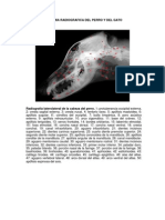 Anatomía Radiográfica Del Perro y El Gato