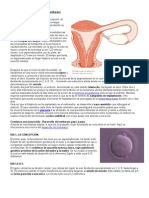 Fases del embarazo y desarrollo del feto