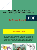 ANATOMIA SISTEMA DIGESTIVO.