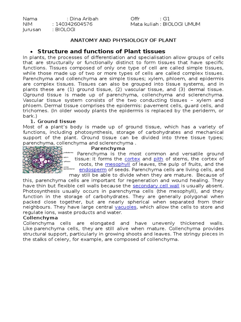 Structure and Functions of Plant Tissues | PDF | Tissue (Biology ...