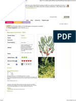 Asparagus Racemosus Shatavari PFAF Plant Database MED 5
