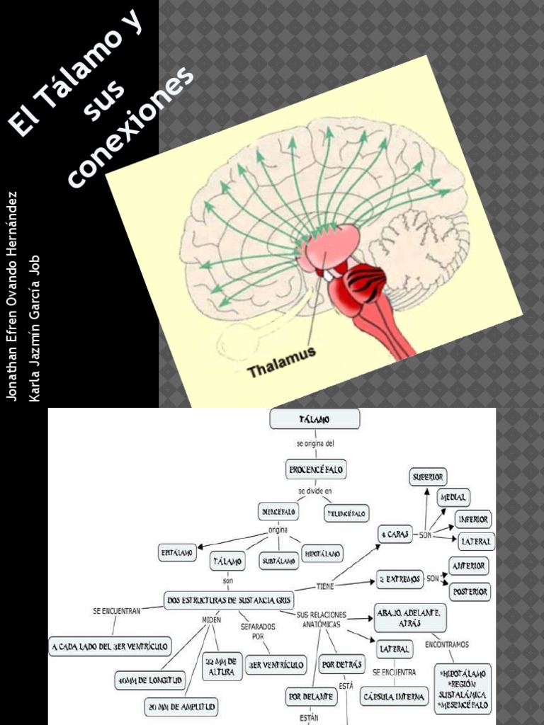 El Tálamo y Sus Conexiones | PDF | Tálamo | Percepción visual
