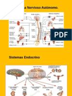 Sistema Nervioso Autónomo