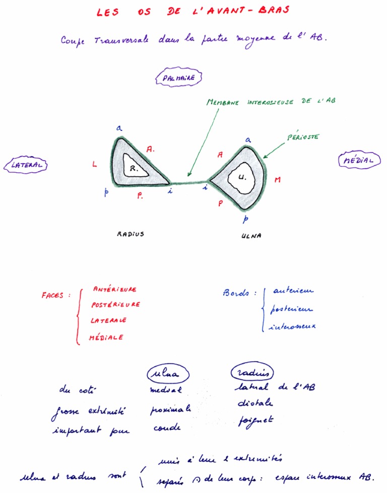 Ulna + Radius (AvantBras Coupe Transversale) PDF