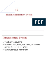Ch05-Integumentary System - Edited
