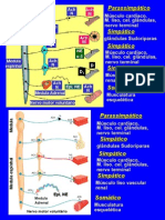 adrenergicos 2015 