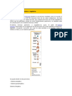 Sistema Nervioso Autónomo o Vegetativo