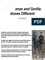 how human and gorilla bones diferent  1 