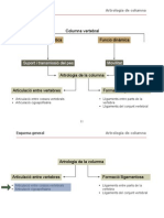 Lligaments Columna