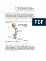 Spinal Curves and Abnormalities