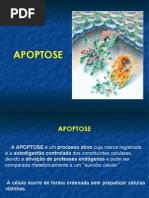Apoptose