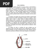 Filo Porífera
