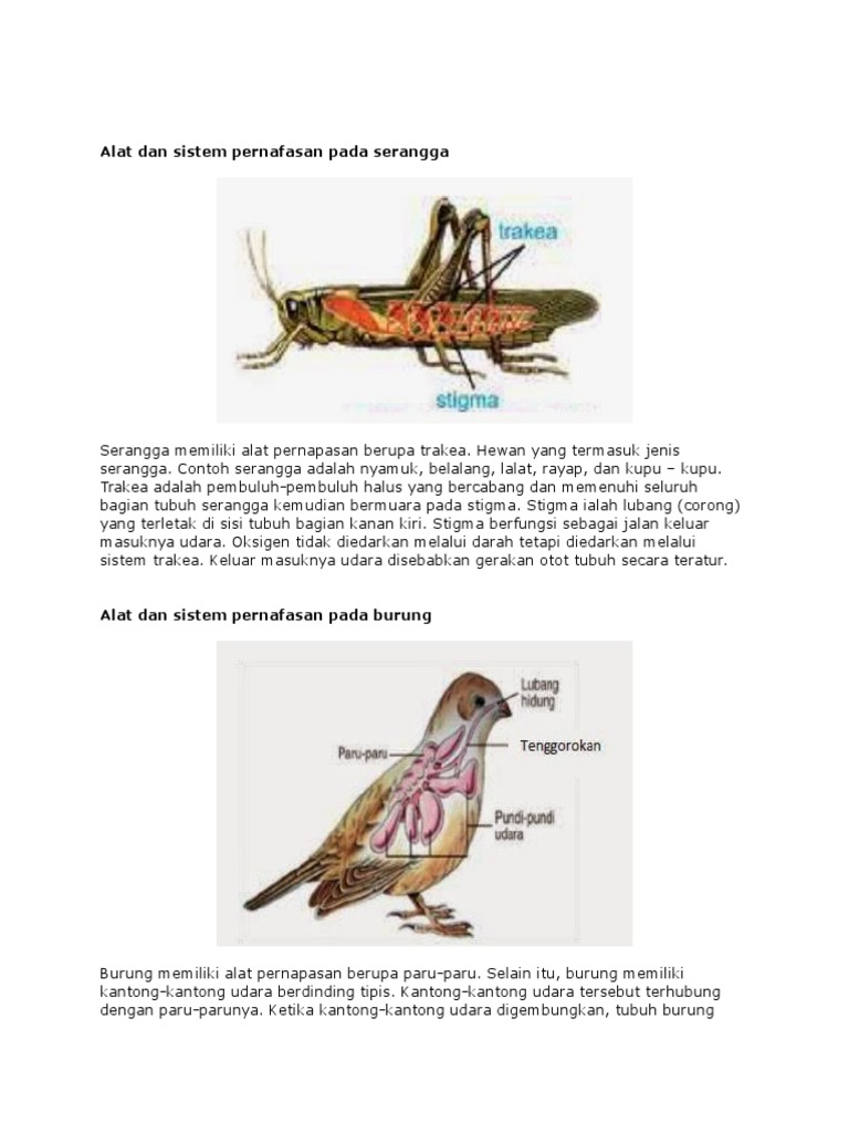 Alat Dan Sistem Pernafasan Pada Serangga Alat Dan Sistem Pernafasan Pada Serangga