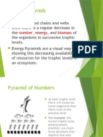6-Energy Pyramid 1