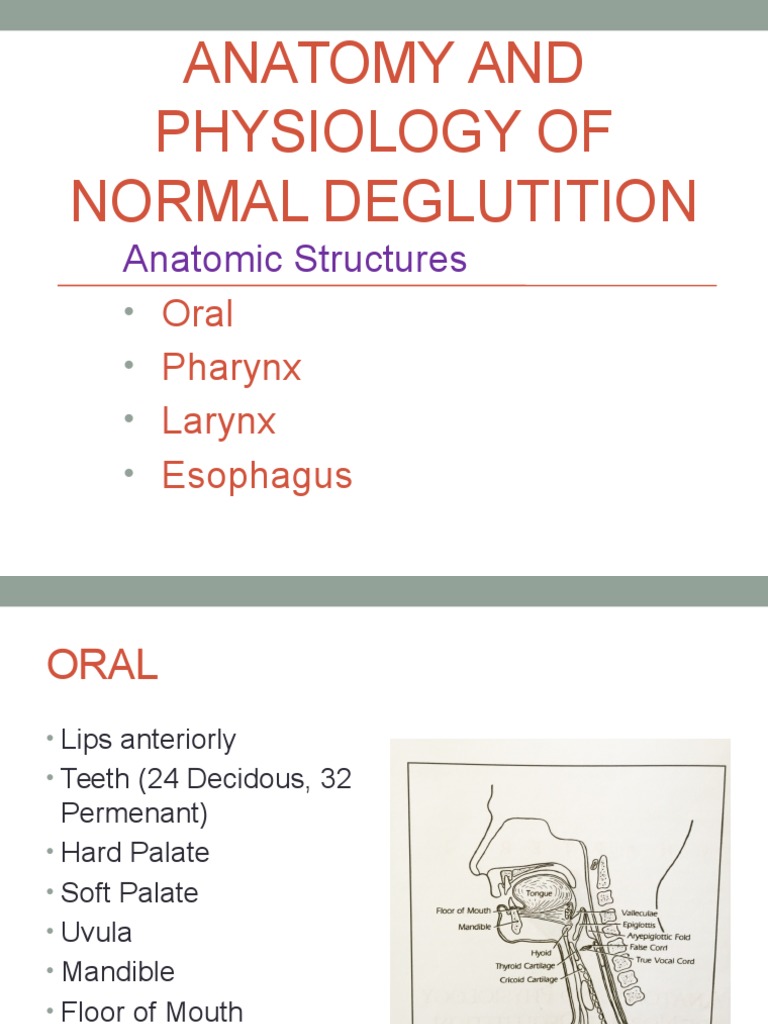 Anatomy And Physiology Of Normal Deglutition Larynx Tongue