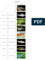 List of Freshwater Fish Beginning With G