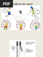 genetica_do_sexo.pptx