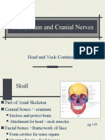 Skull, Brain and Cranial Nerves: Head and Neck Continued