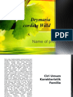 Drymaria Cordata Wild