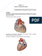 TEMA 13 Anatomía Humana