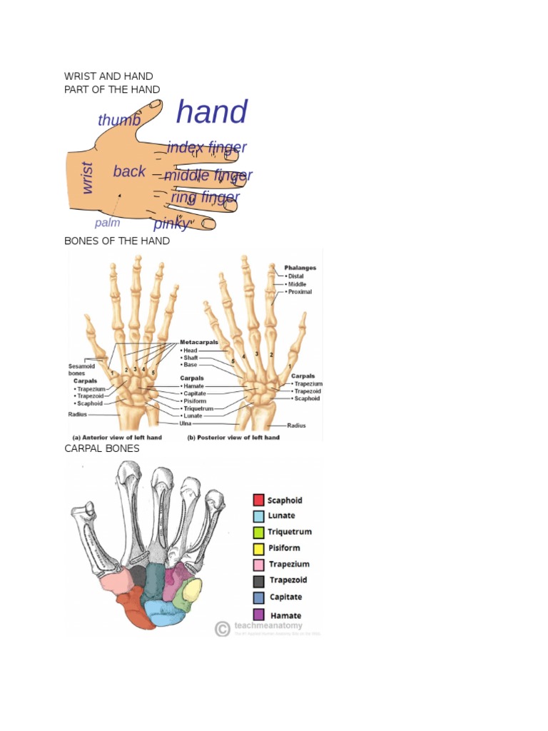 Anatomy of the Wrist and Hand: A Comprehensive Guide to the Bones