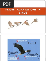 Download Flight Adaptations in Birds by GEETA MOHAN SN282503615 doc pdf
