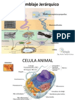 Las Celulas FJMT OK Organelos y Funciones