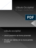 Lóbulo Occipital