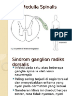 Med Spinal - Dorsal Root Ganglion - GHZ