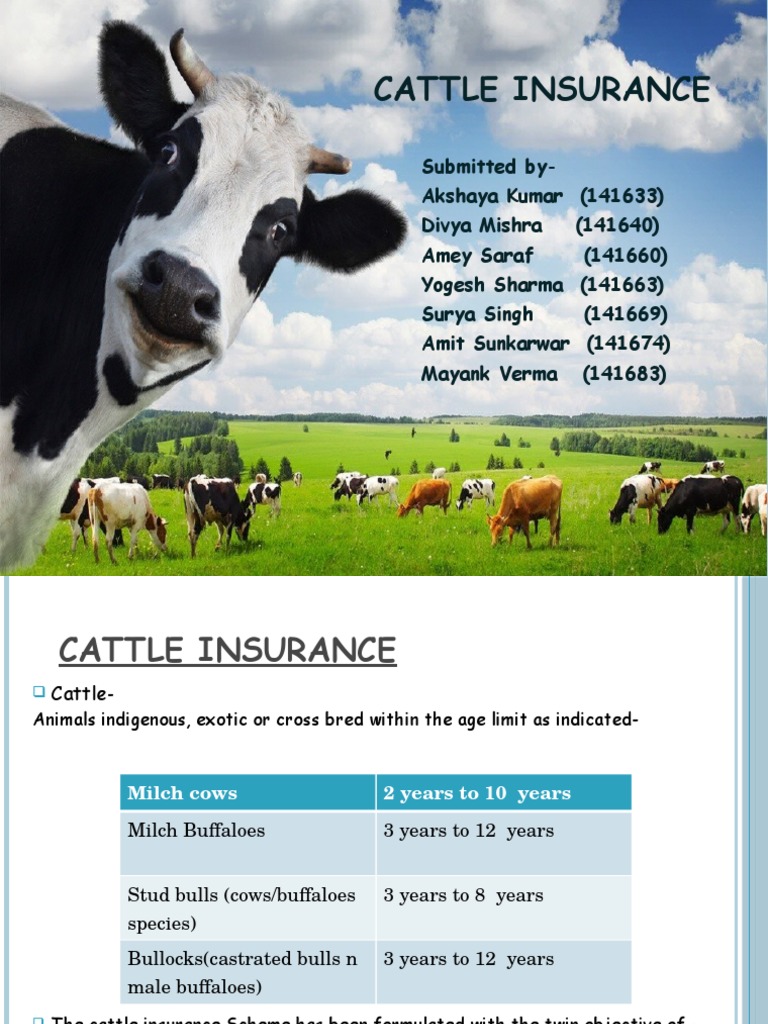 Cattle Insurance PDF Underwriting Insurance
