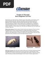 Termites in Wisconsin, A UW Report and FHA Financing