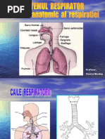 Sistemul Respirator