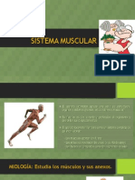 Sistema Muscular2