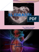 Anatomia Del Corazon